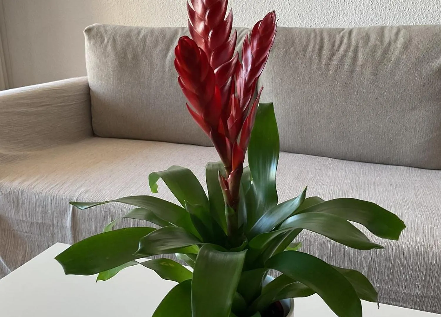 La Nogalera Adresse Mythique Apartment Torremolinos